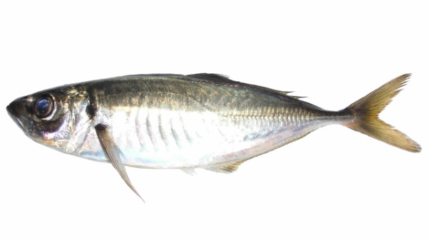 aji