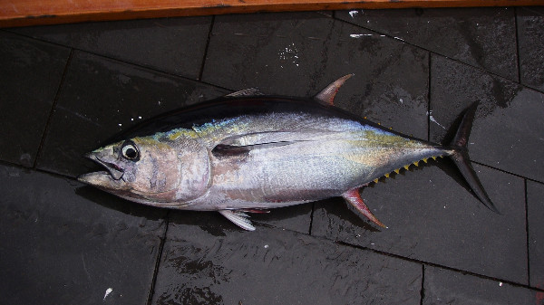 maguro