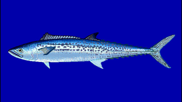 sawara