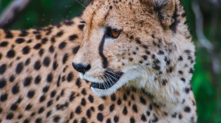チーター