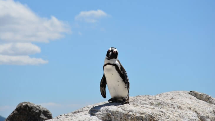 ペンギン