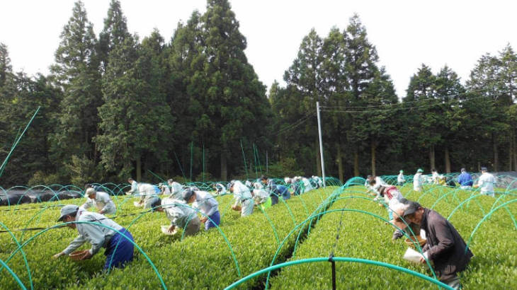 世知原茶