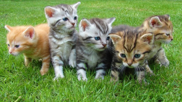 子猫