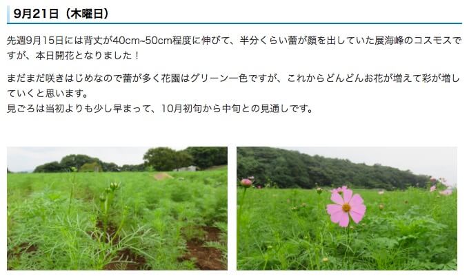 佐世保市役所コスモス開花情報2