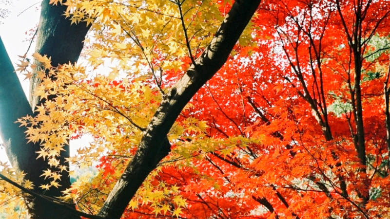 紅葉