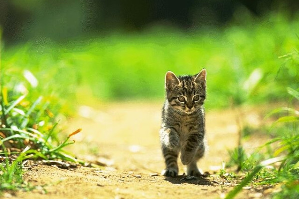 cat