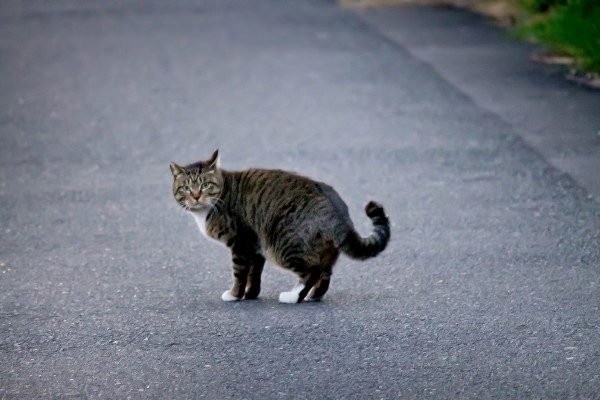 cat3