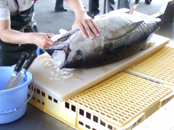 magurokaitai