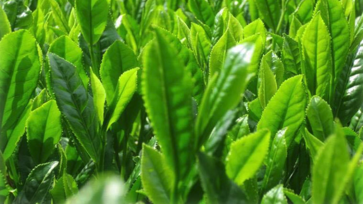 世知原茶