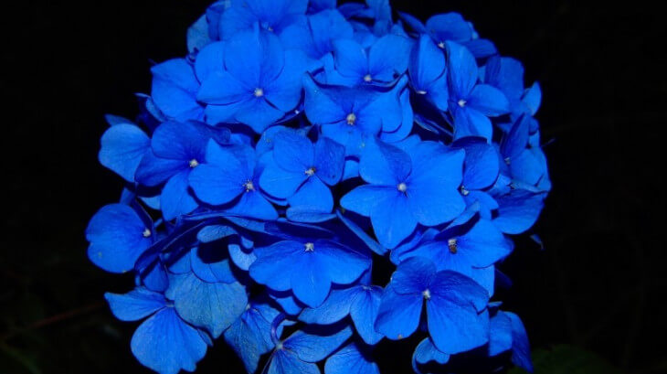 紫陽花2