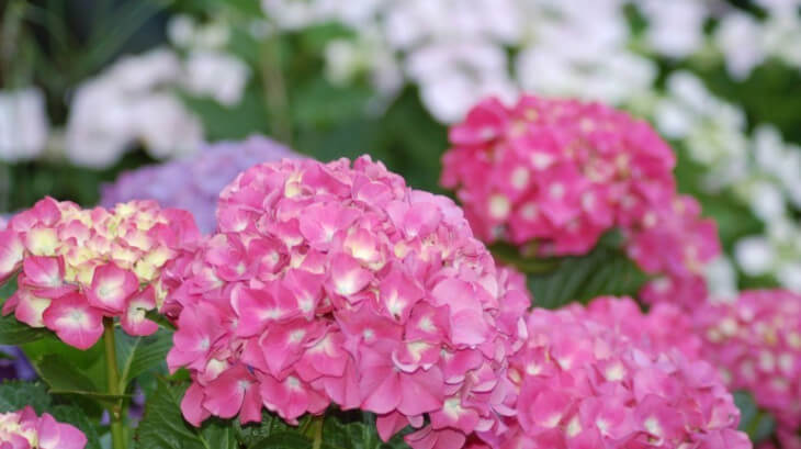 紫陽花3