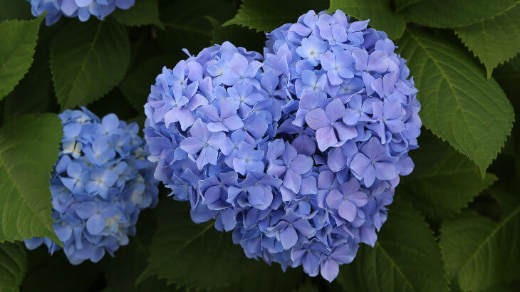ハートの紫陽花