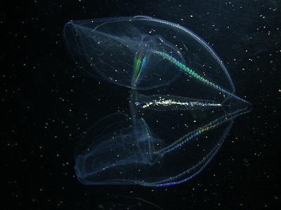 キクヒメクラゲ