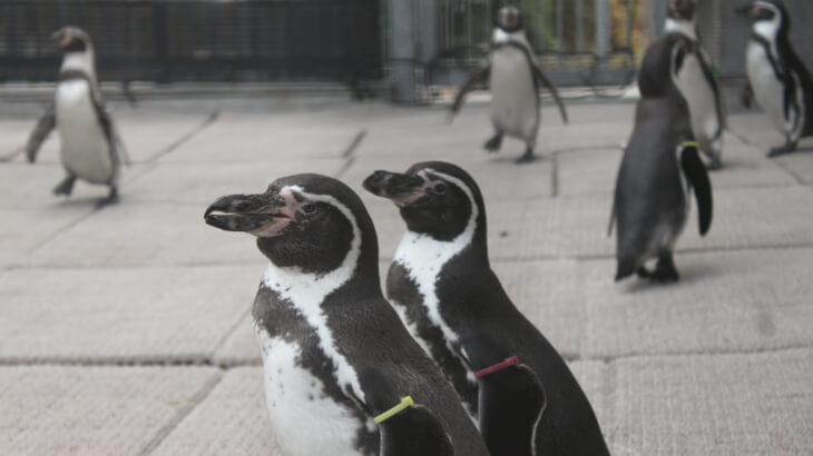 森きららのペンギン2