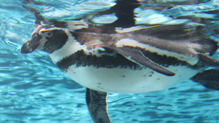 森きららのペンギン3