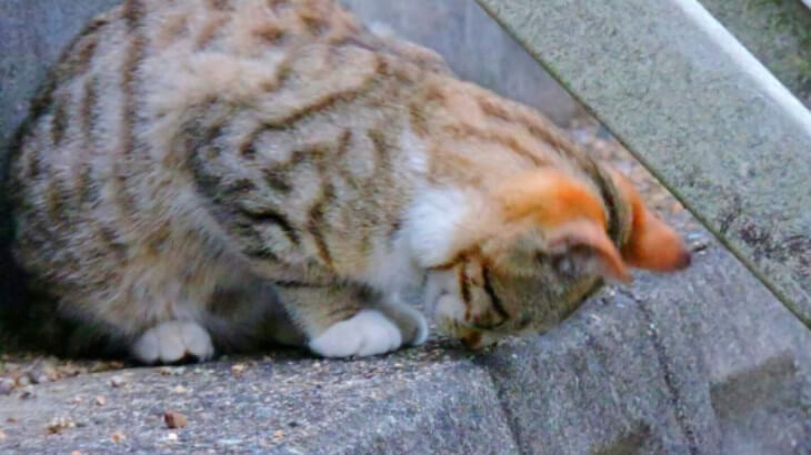 猫1