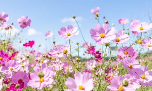 コスモスの花と秋の青空