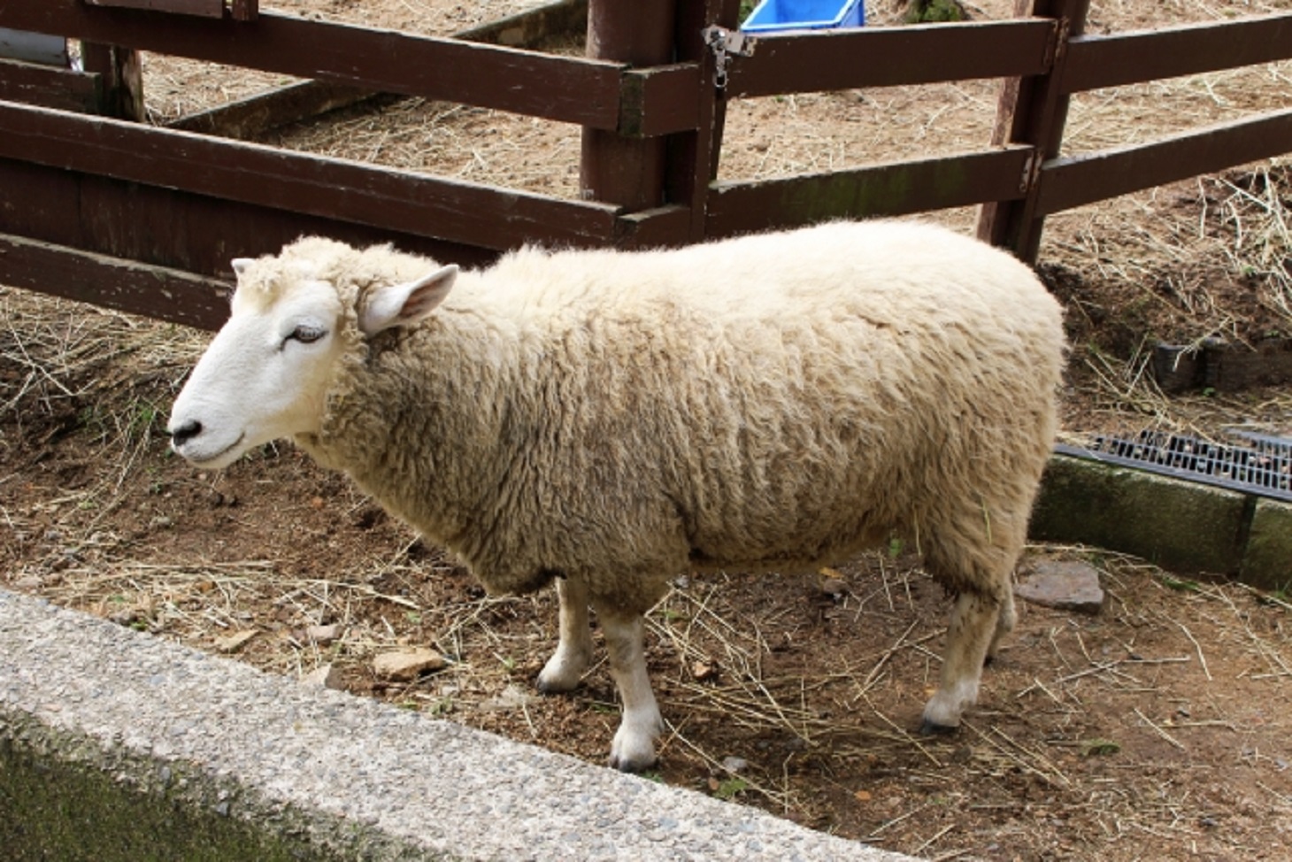 ビスヌ　マトンマサラカレー　羊