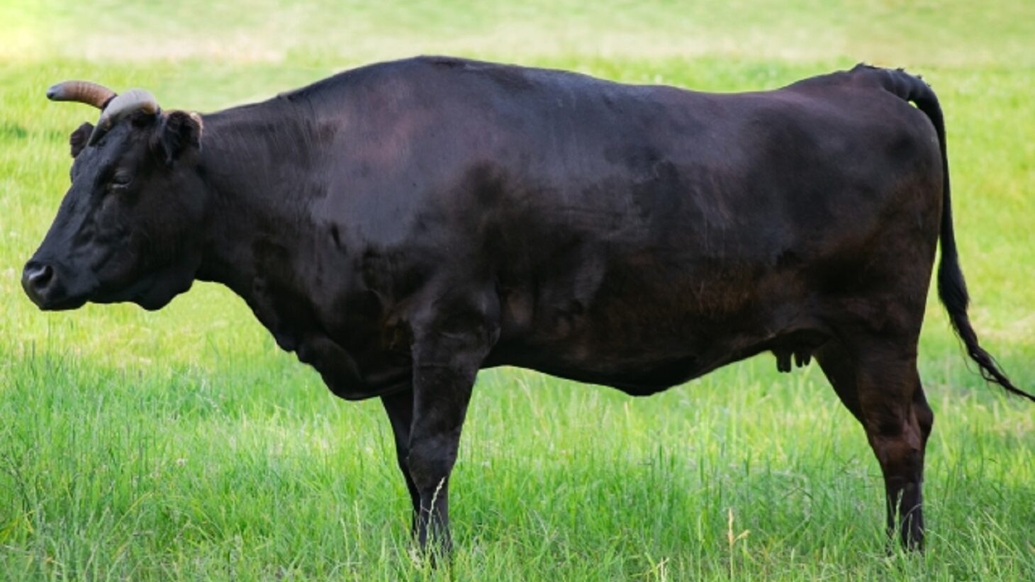 和牛の写真